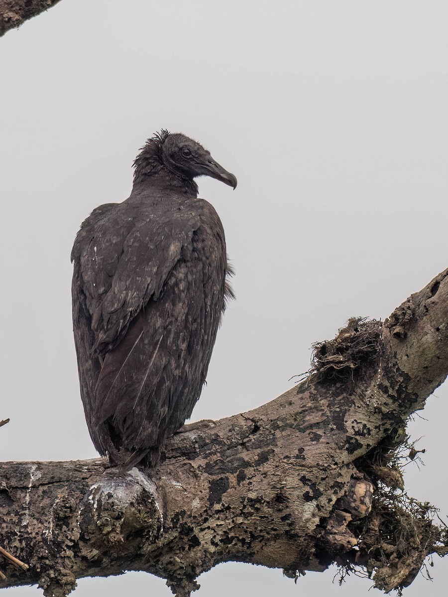 svartkondor - ML646905003