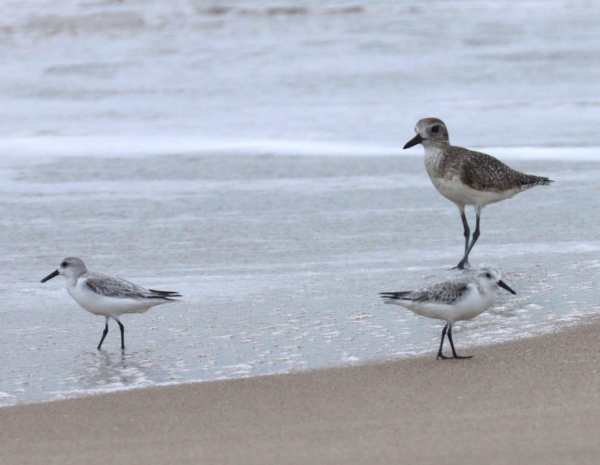 Sanderling - ML646905008