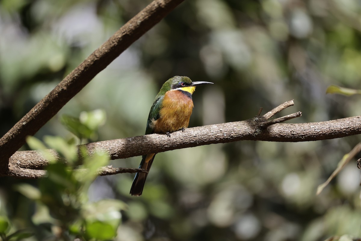 Cinnamon-chested Bee-eater - ML646905014