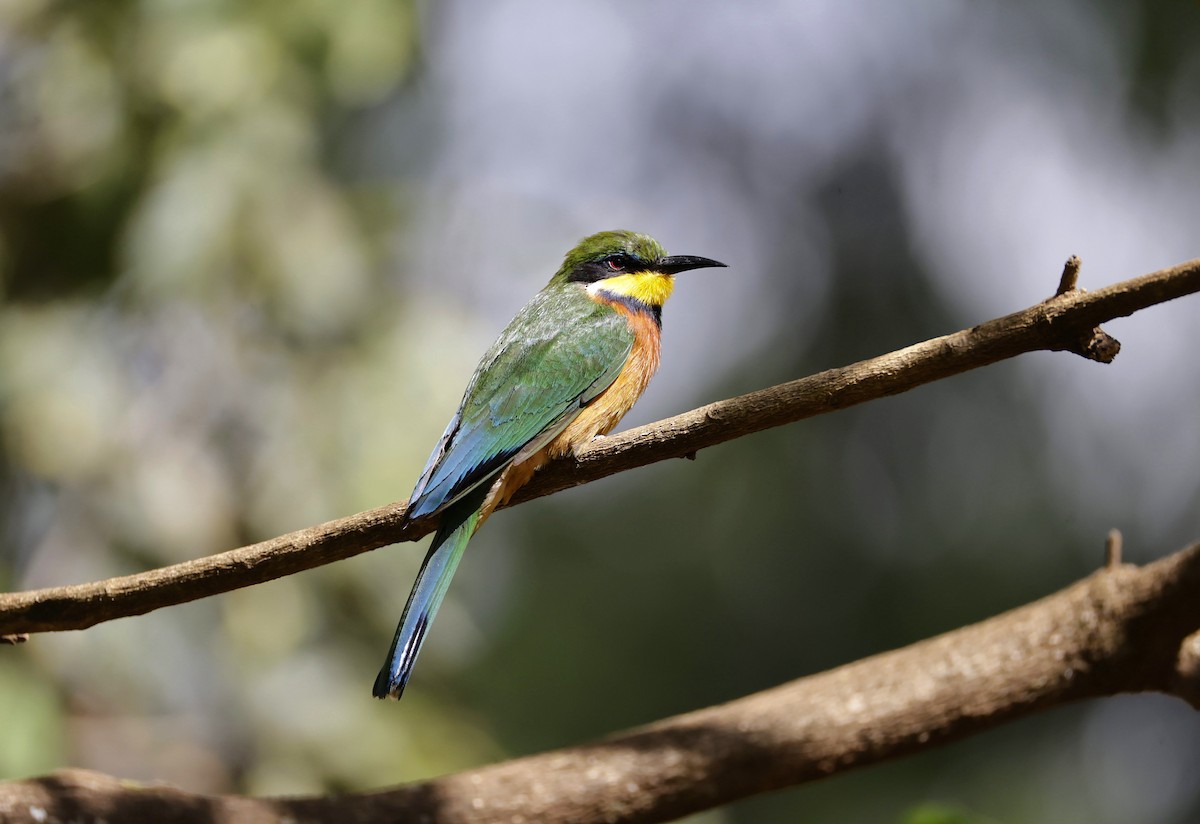 Cinnamon-chested Bee-eater - ML646905015