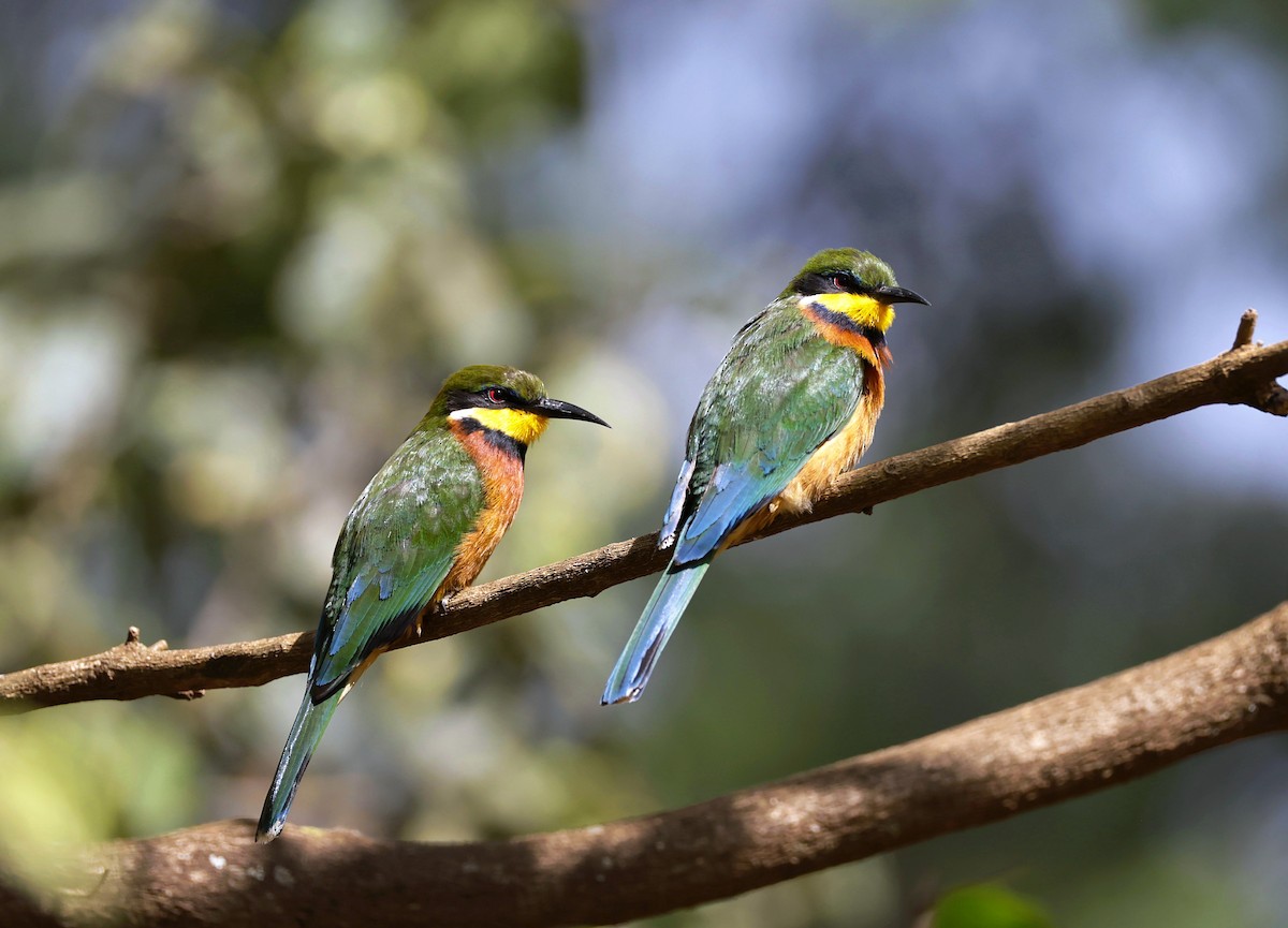 Cinnamon-chested Bee-eater - ML646905016