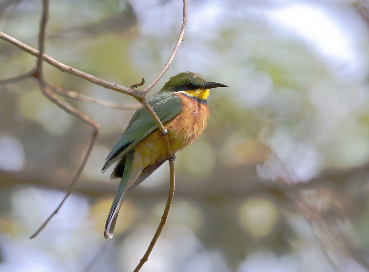 Cinnamon-chested Bee-eater - ML646905017