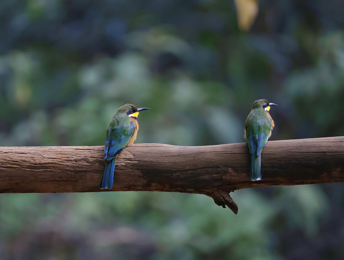 Cinnamon-chested Bee-eater - ML646905018