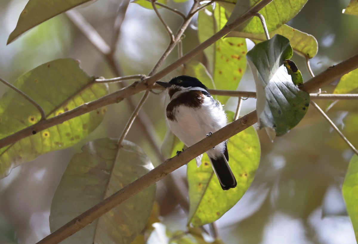 Chinspot Batis - ML646905019