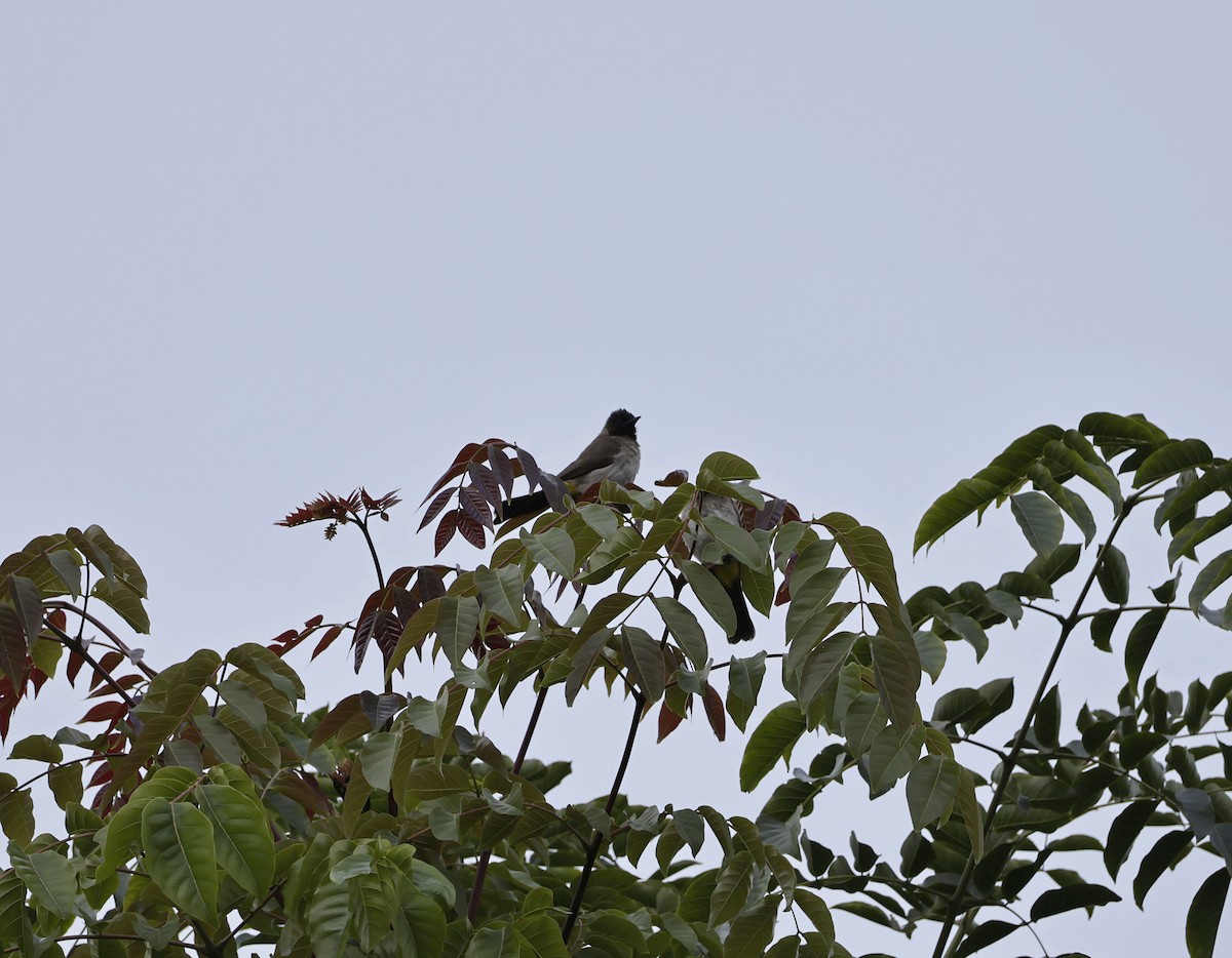 Common Bulbul - ML646905026