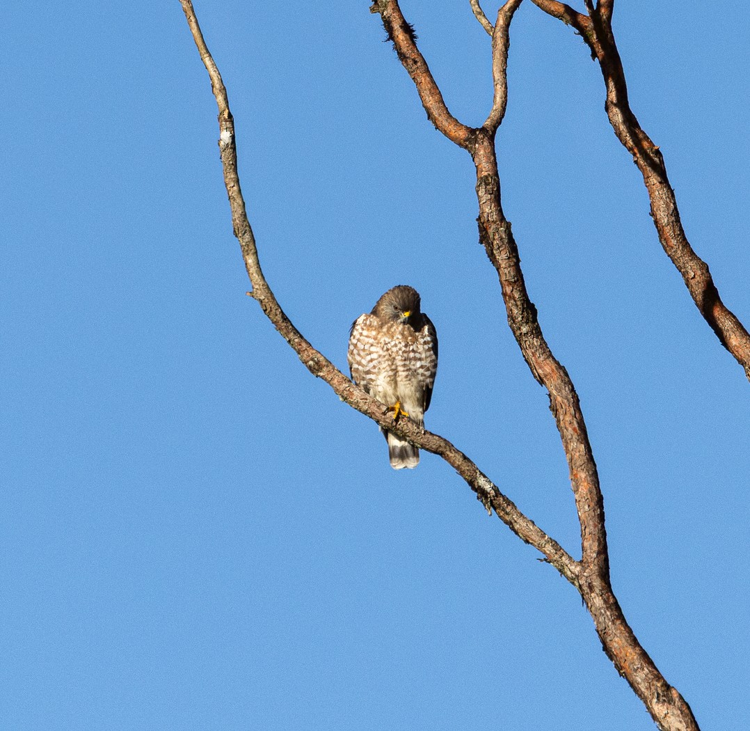 Broad-winged Hawk - ML646905027