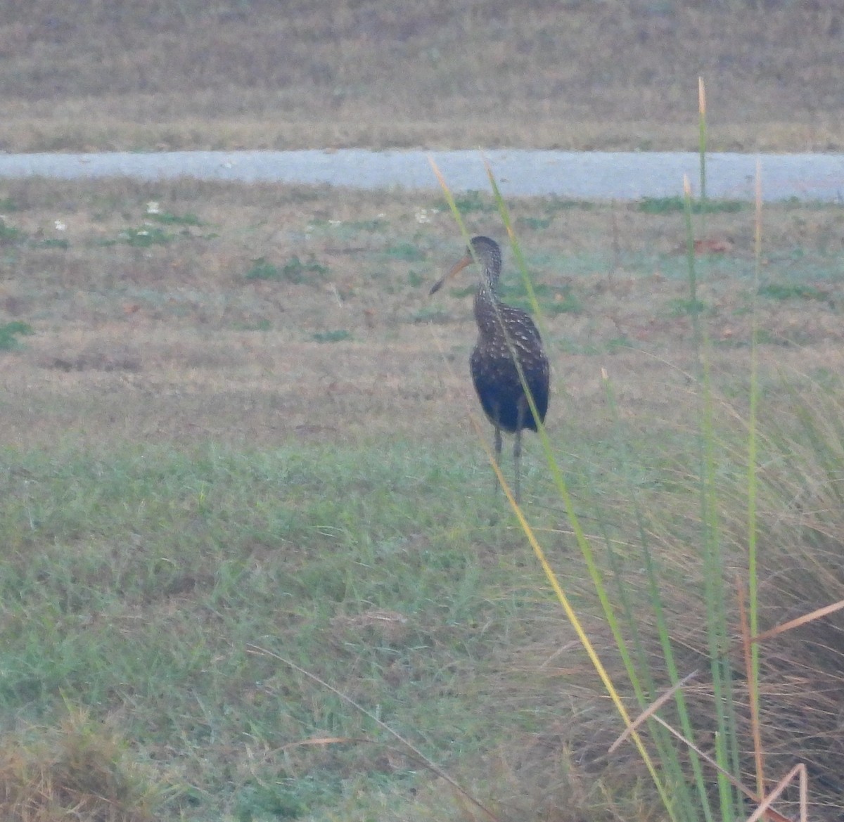 Limpkin - ML646905029