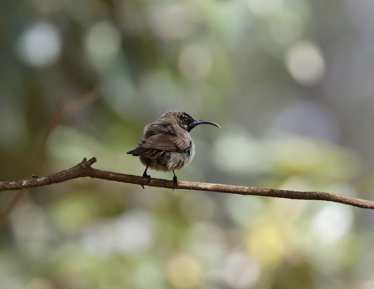 Amethyst Sunbird - ML646905031