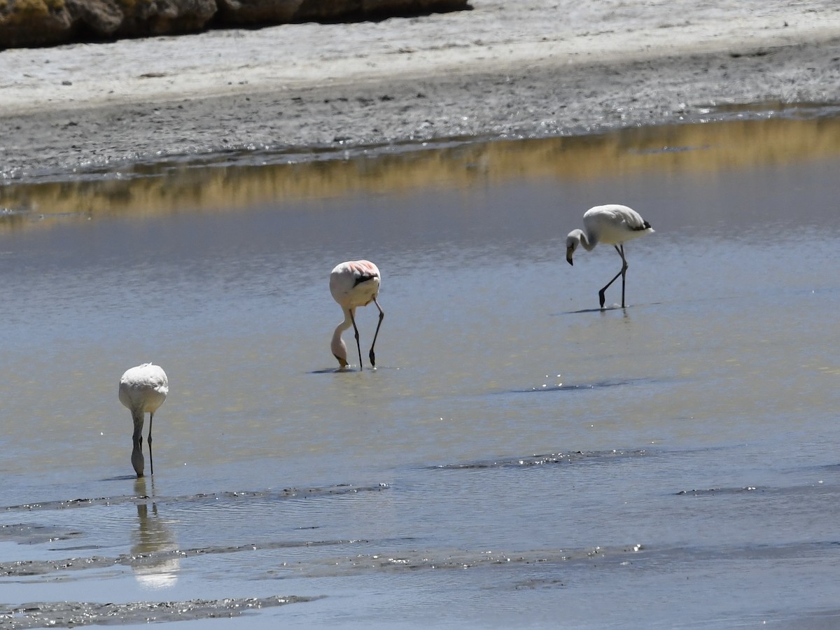 James's Flamingo - ML646905032