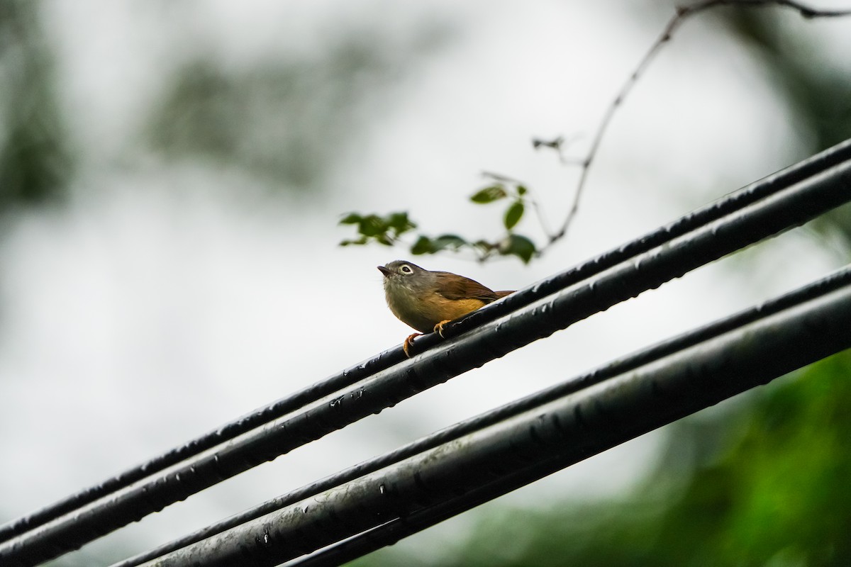 Серощёкая альциппа - ML646905033