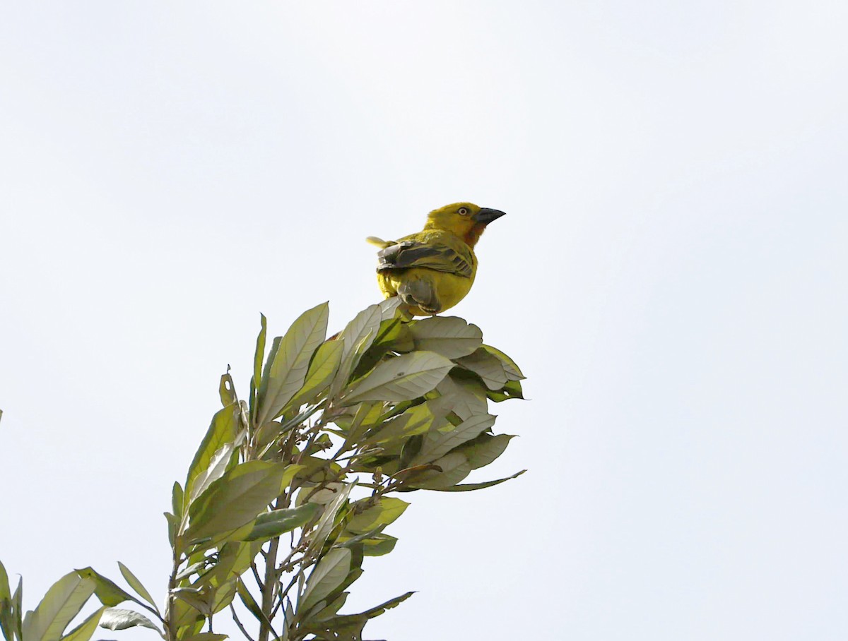 Holub's Golden-Weaver - ML646905036