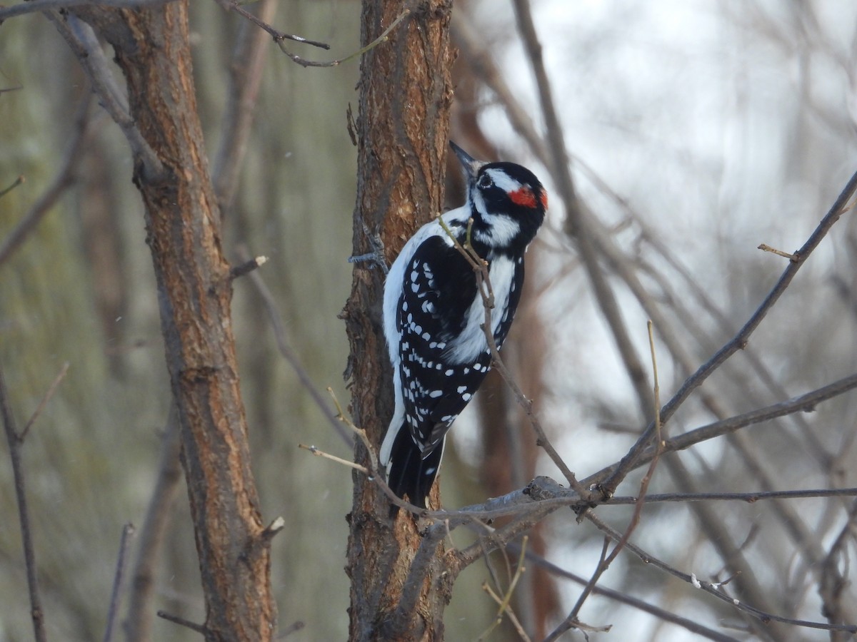 Hairy Woodpecker - ML646905038