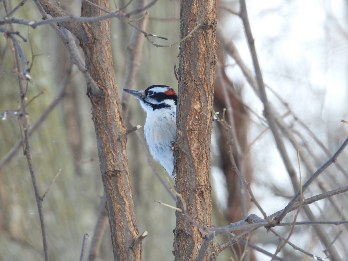 Hairy Woodpecker - ML646905039