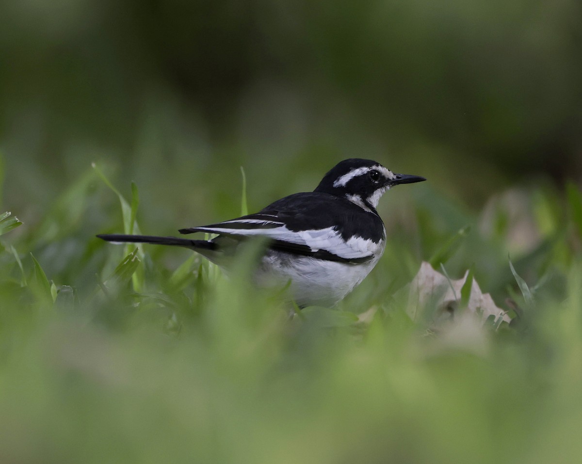 African Pied Wagtail - ML646905040