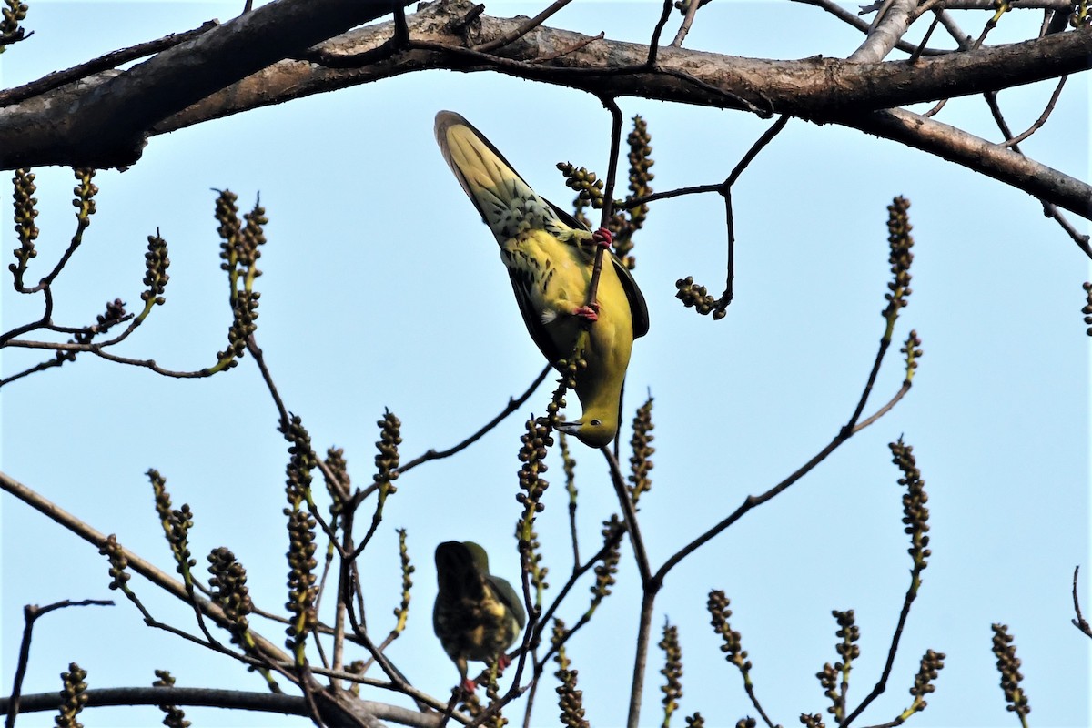 Wedge-tailed Green-Pigeon - ML646905041