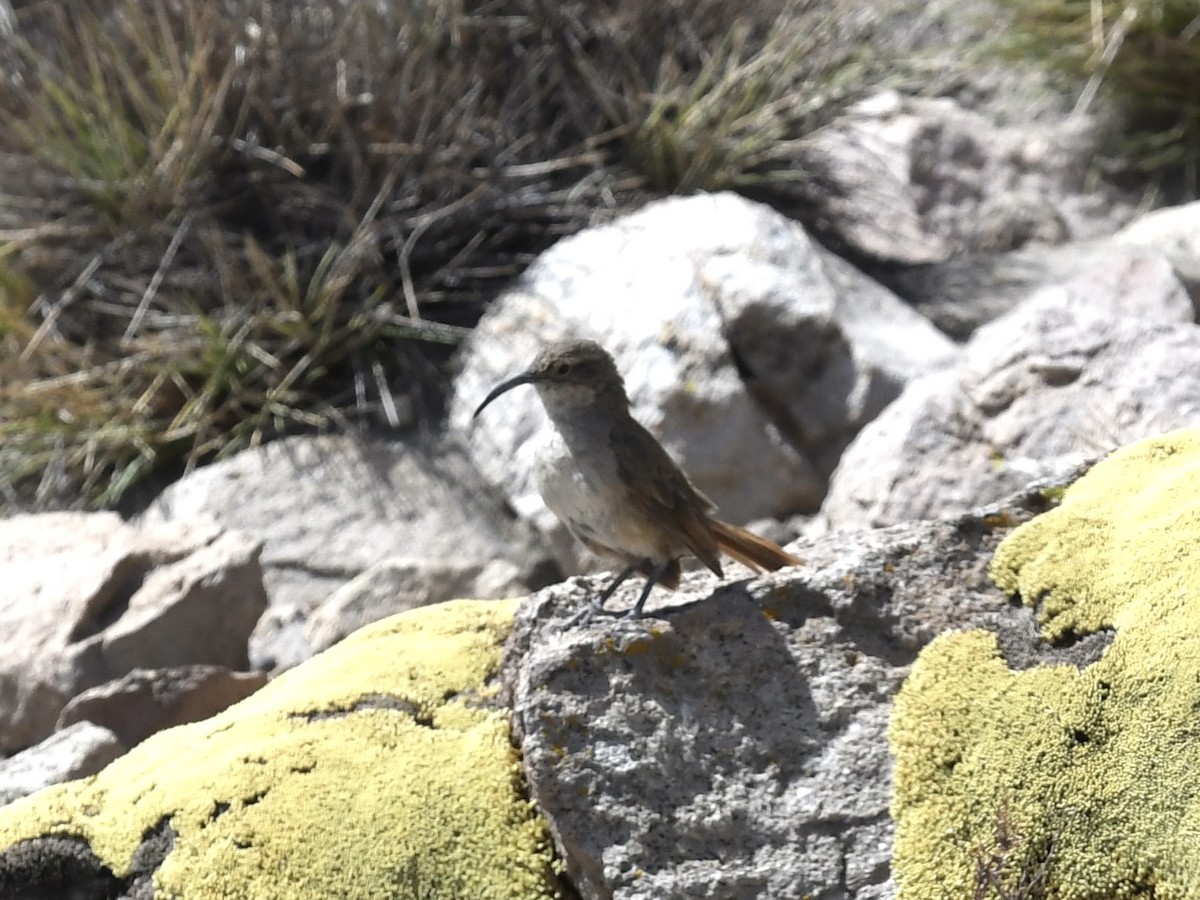 Buff-breasted Earthcreeper - ML646905042