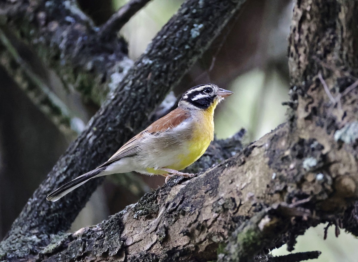 Golden-breasted Bunting - ML646905043