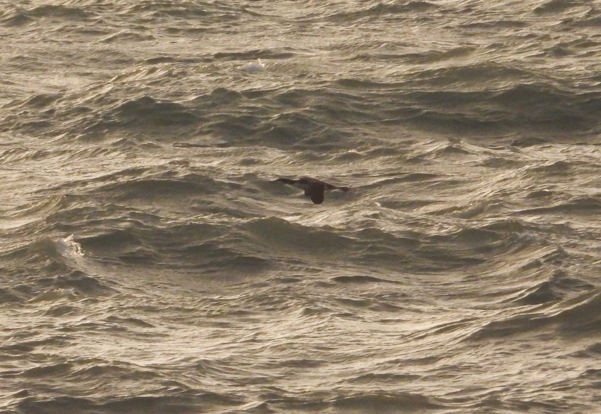 Common Loon - ML646905051