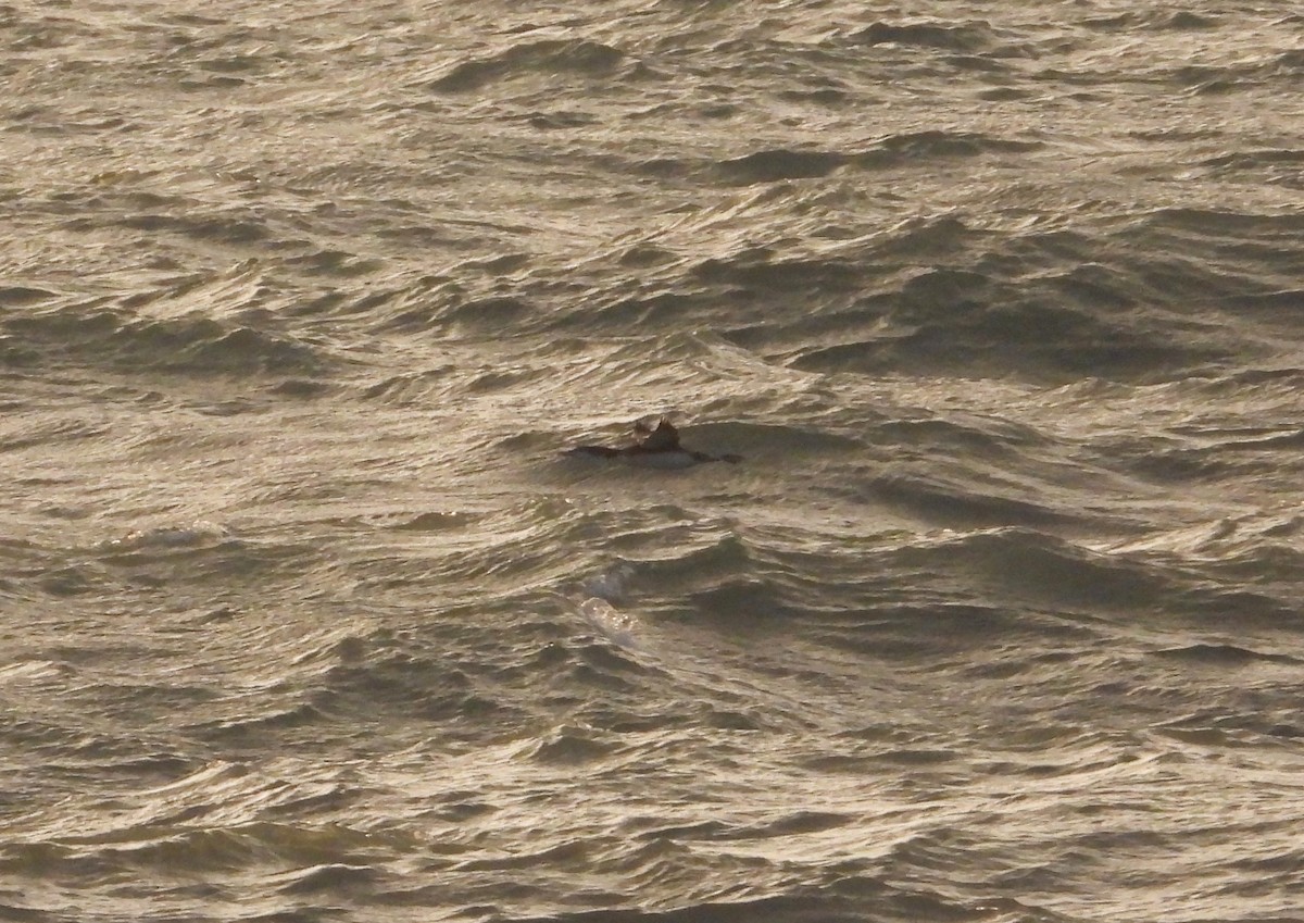 Common Loon - ML646905052