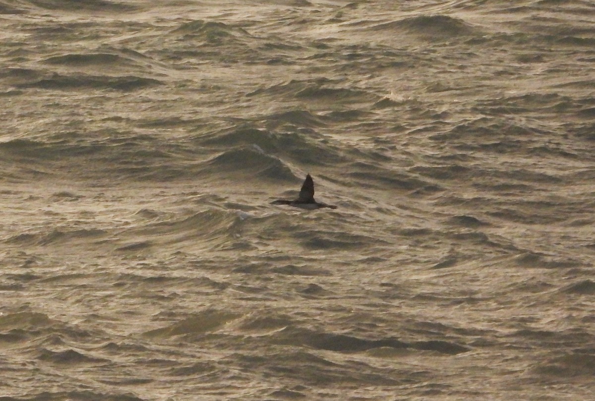 Common Loon - ML646905053