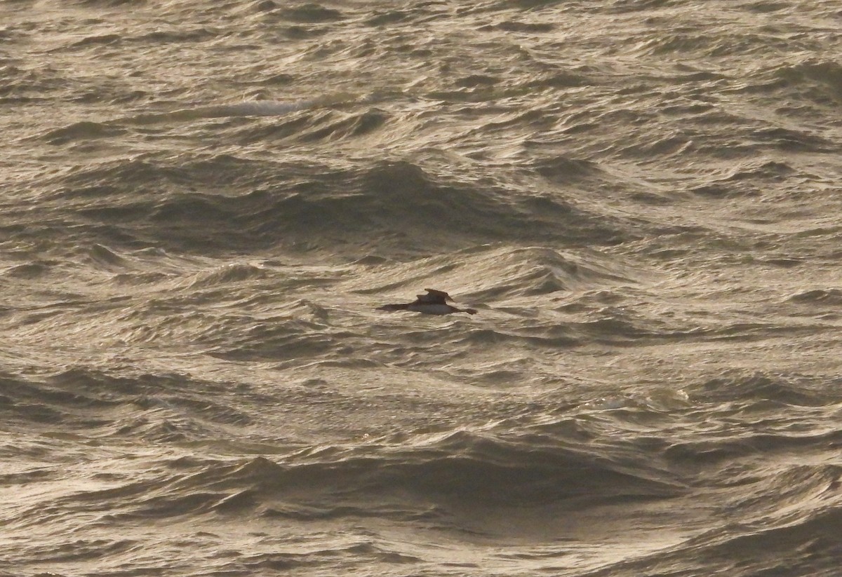 Common Loon - ML646905054