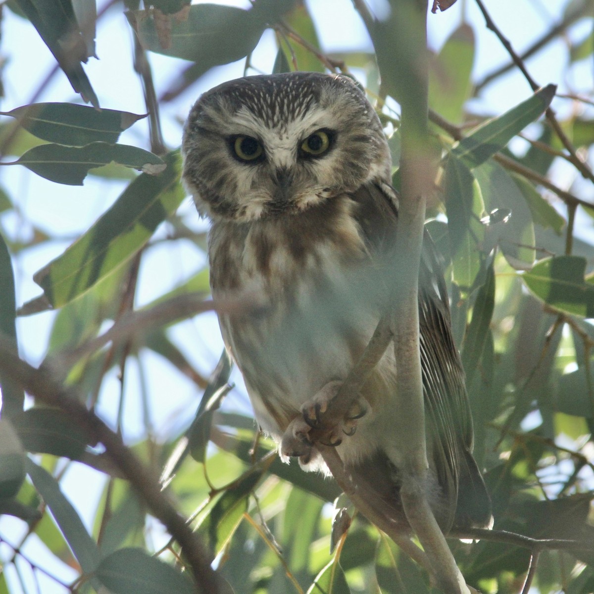 Northern Saw-whet Owl - ML646905056