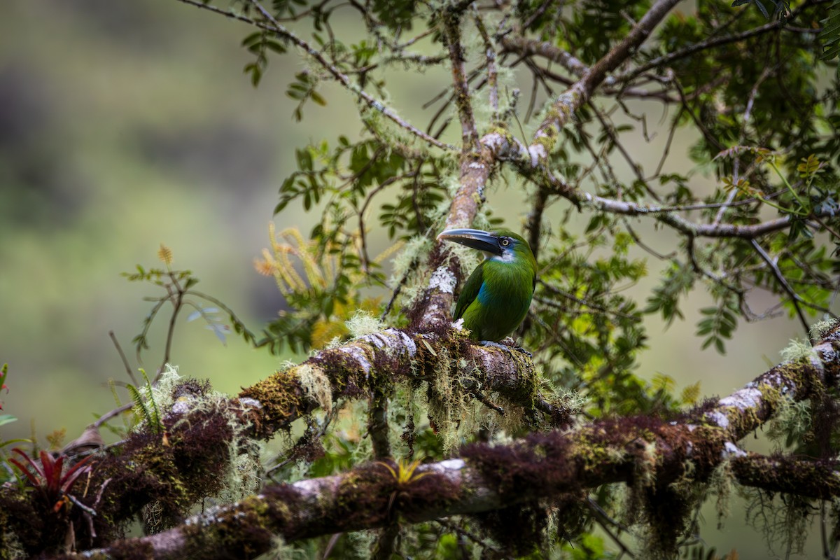 Тукан жовтоокий - ML646905057