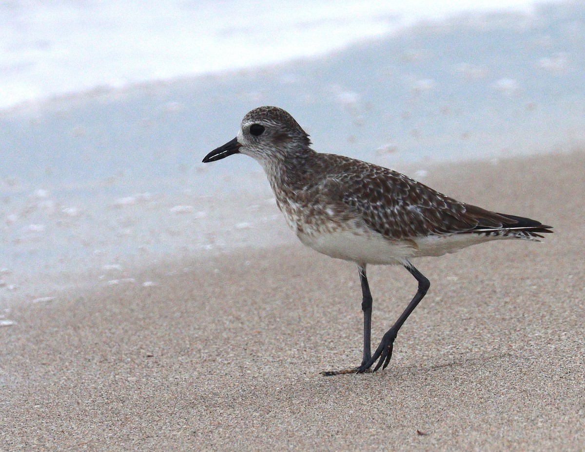 Black-bellied Plover - ML646905058
