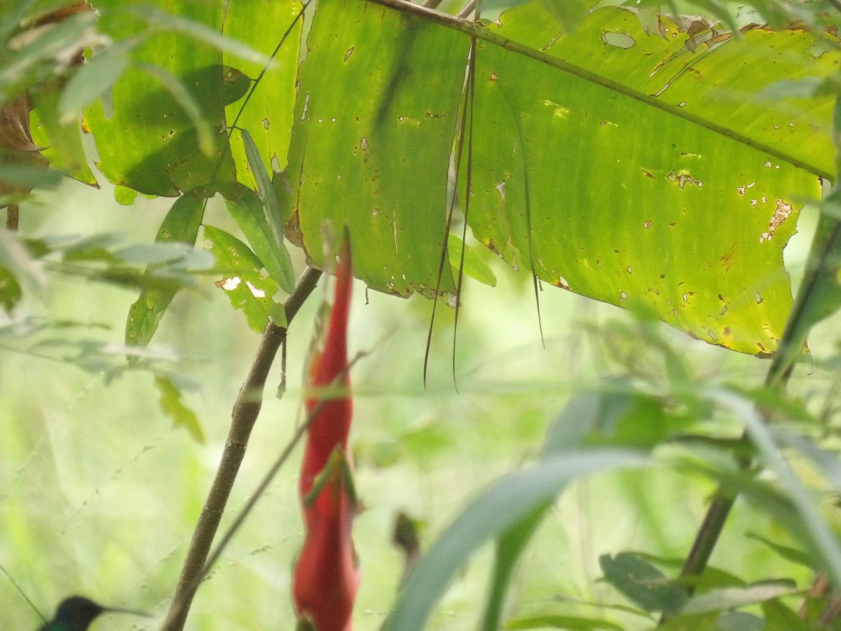 コガネオハチドリ - ML646905059