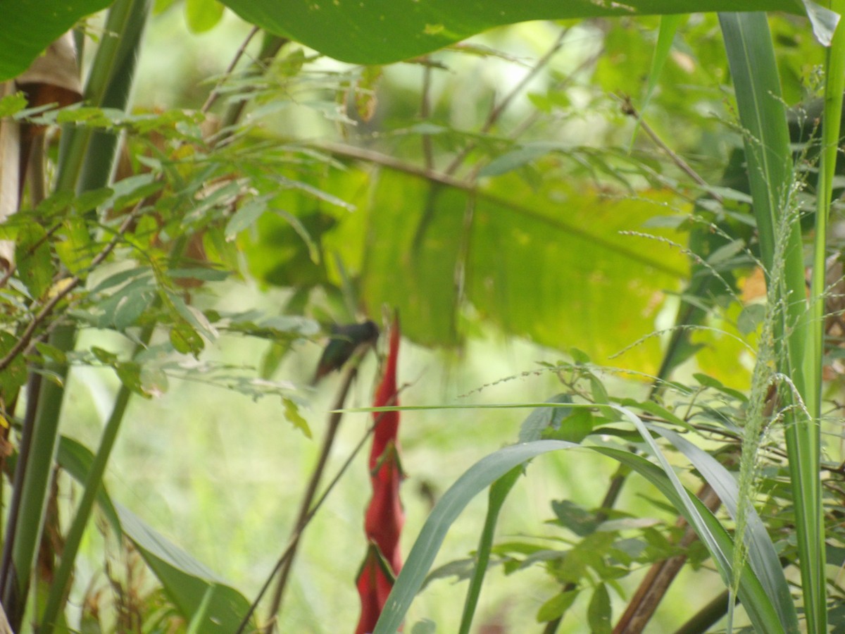 コガネオハチドリ - ML646905060