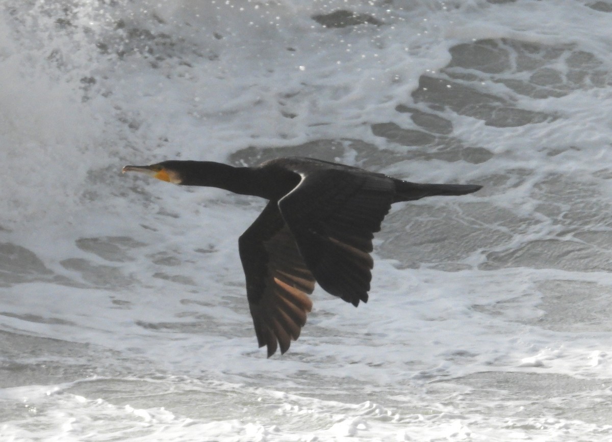 Тураг гогой - ML646905061