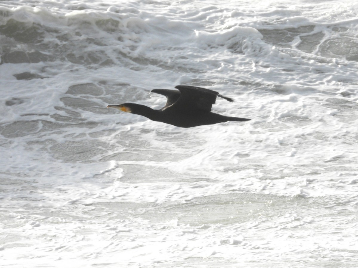 Тураг гогой - ML646905062