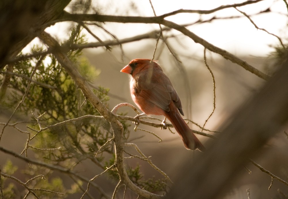 Cardinal rouge - ML646905069