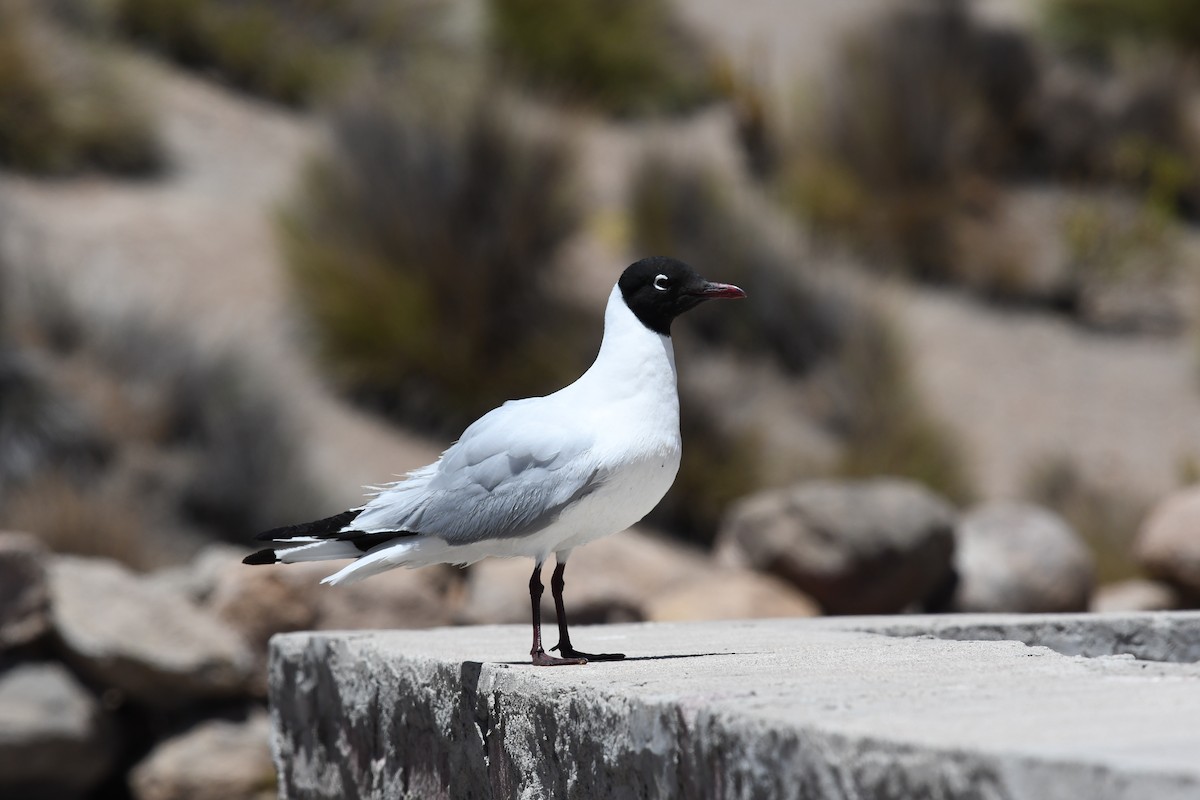 And Martısı - ML646905076