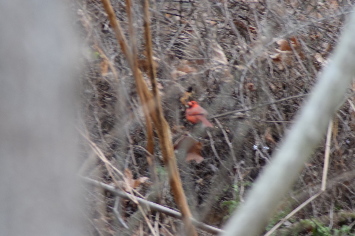 Cardinal rouge - ML646905098