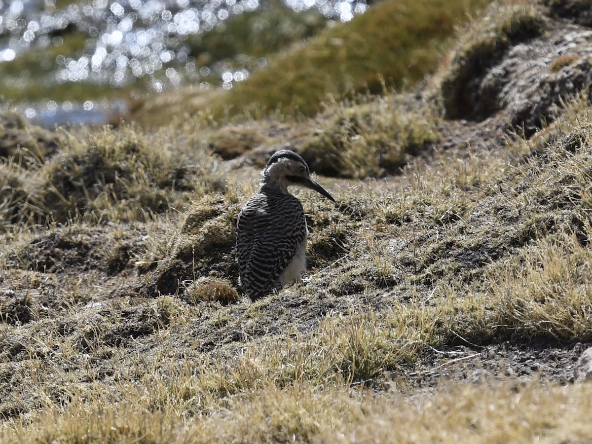 And Ağaçkakanı - ML646905100