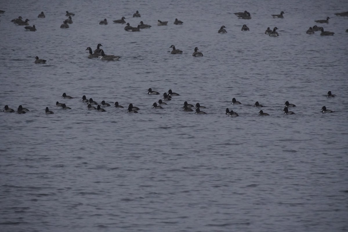 Ring-necked Duck - ML646905102