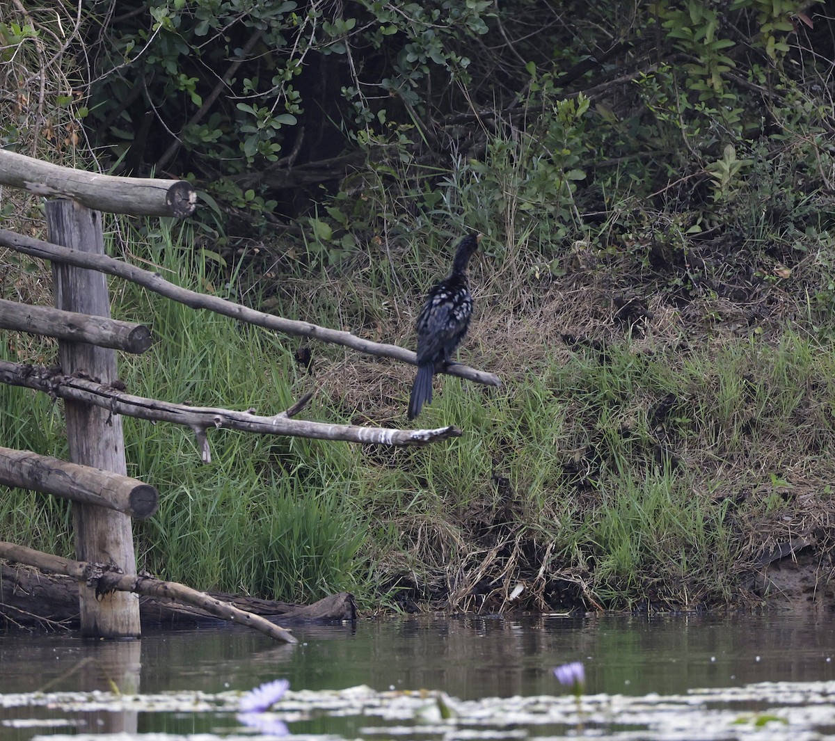 Reed Cormorant - ML646905109
