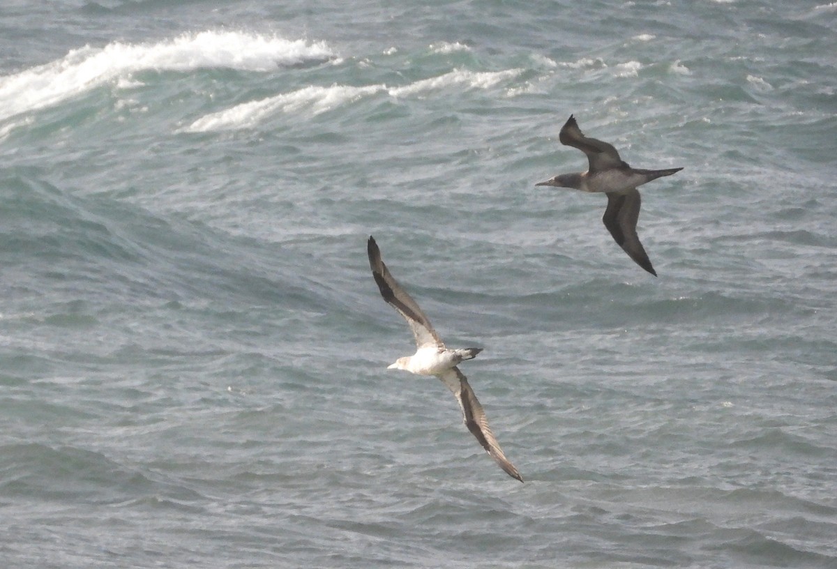 Northern Gannet - ML646905110