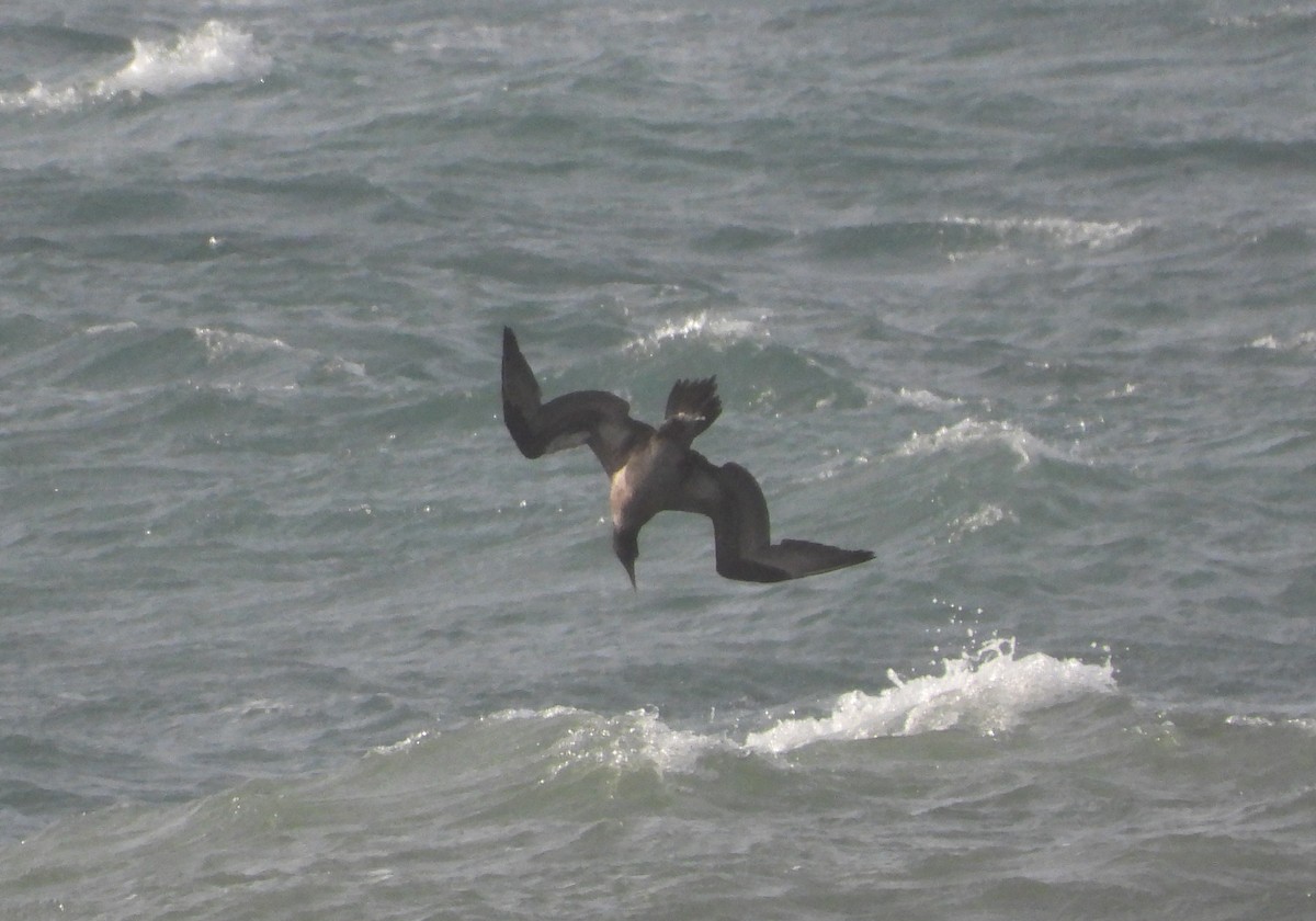 Northern Gannet - ML646905113