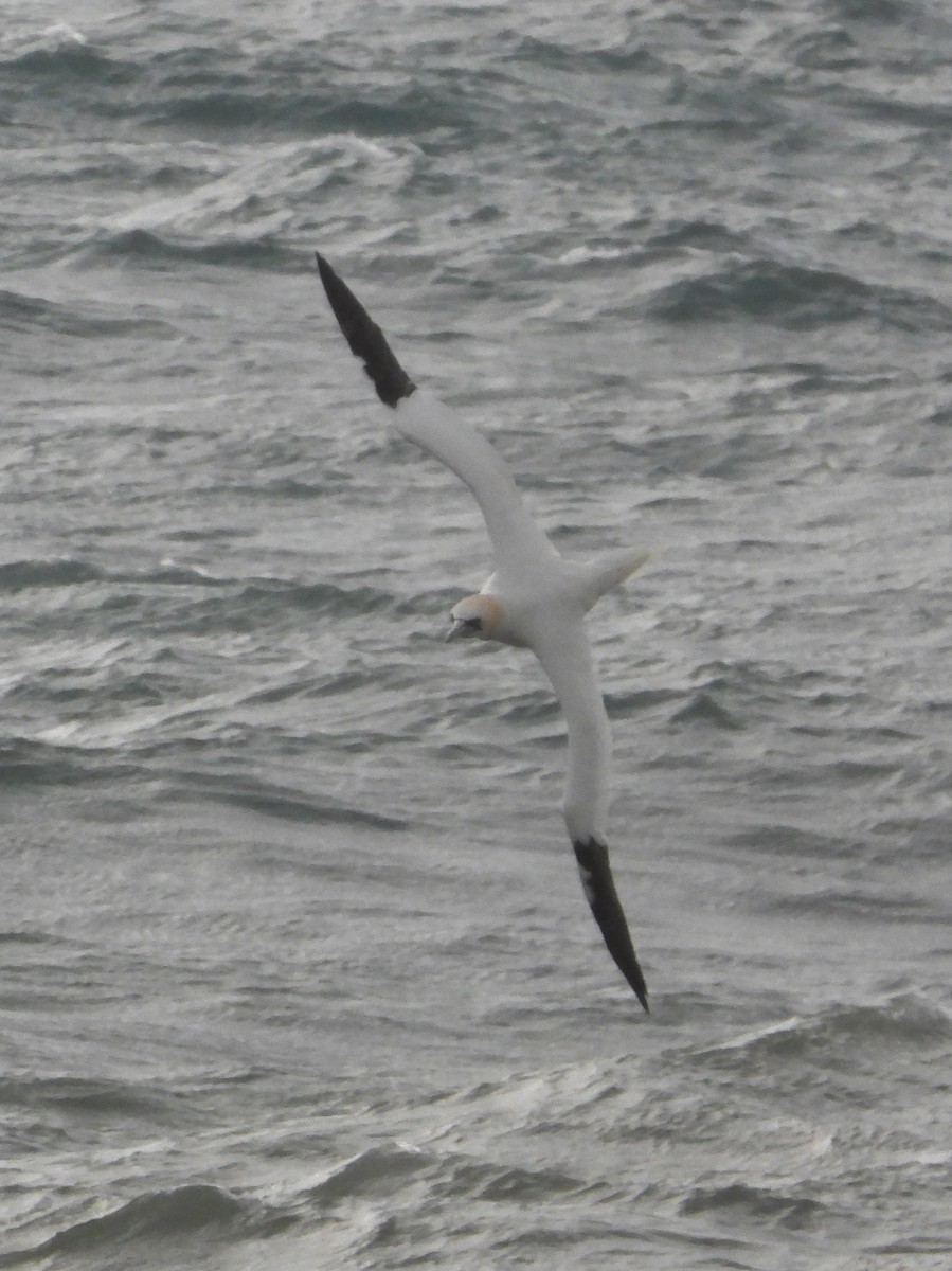 Northern Gannet - ML646905114