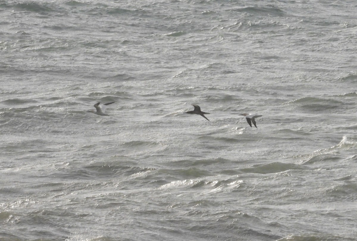 Northern Gannet - ML646905115