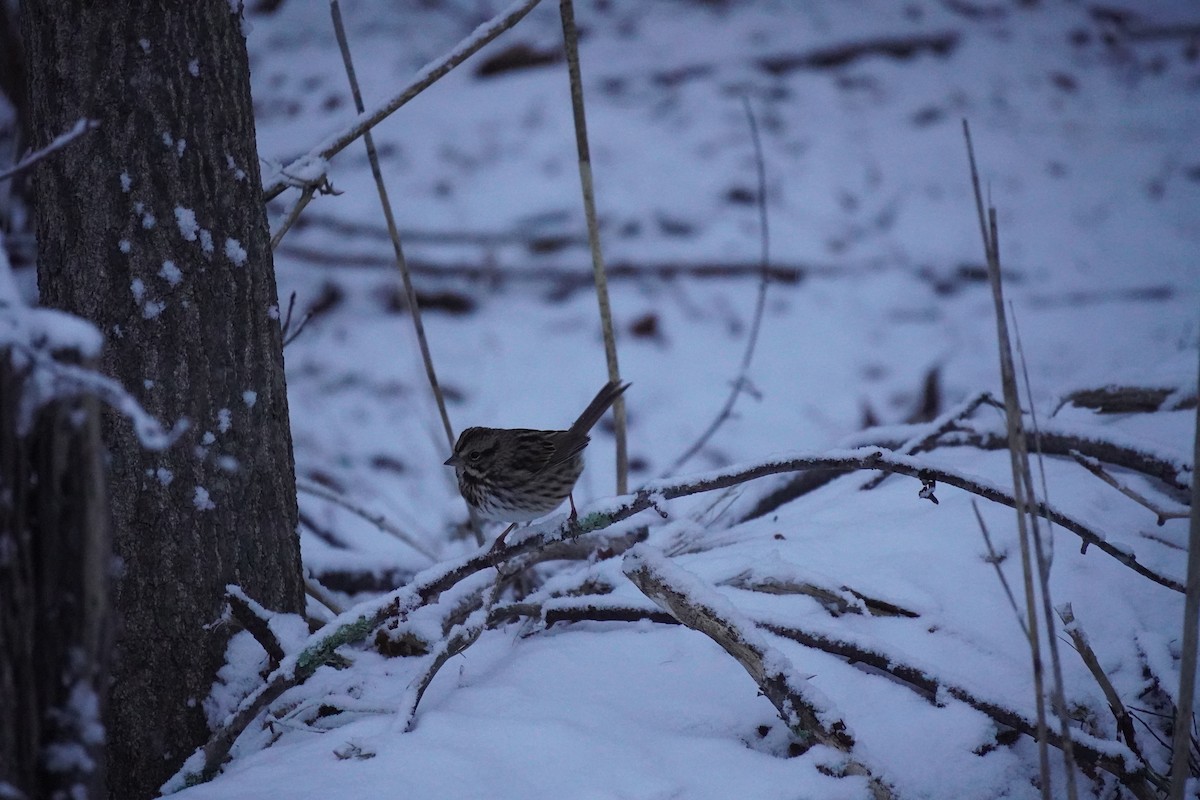 Song Sparrow - ML646905117