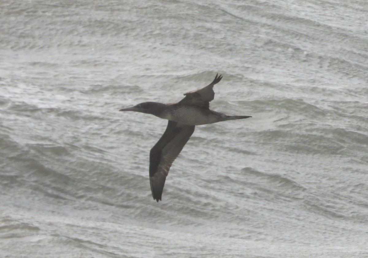 Northern Gannet - ML646905118