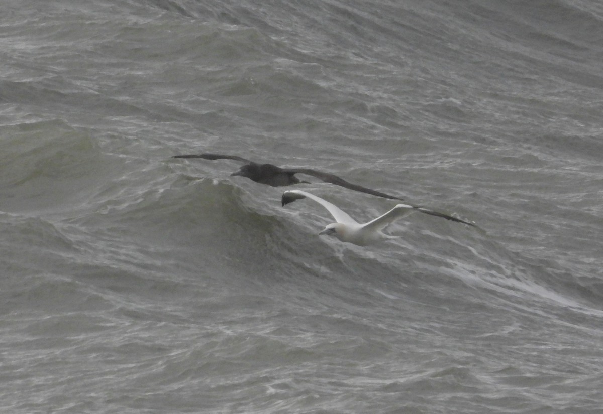 Northern Gannet - ML646905119