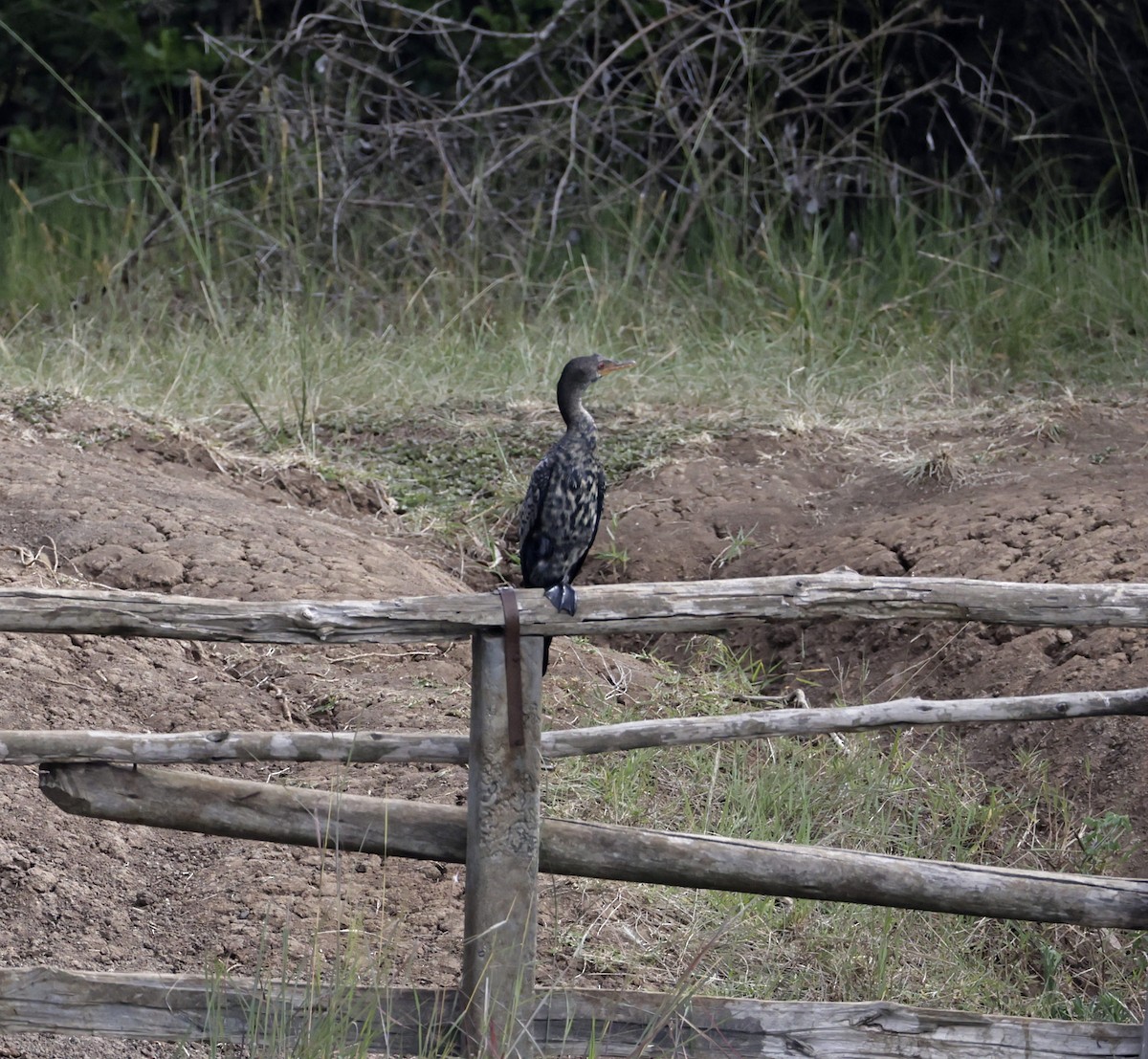 Reed Cormorant - ML646905121
