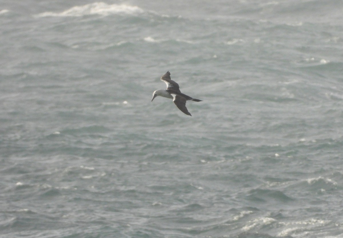 Northern Gannet - ML646905126