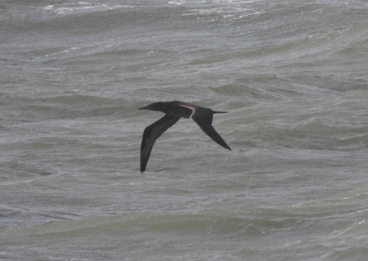 Northern Gannet - ML646905127