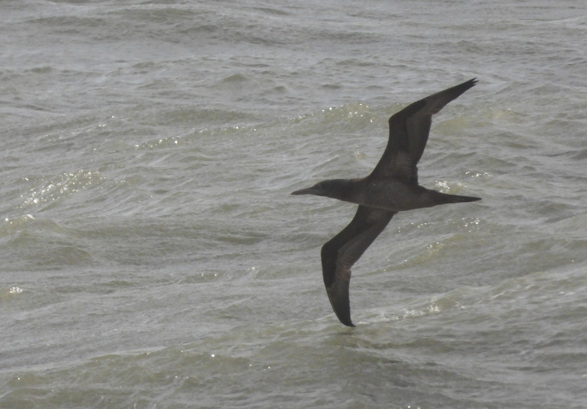 Northern Gannet - ML646905128