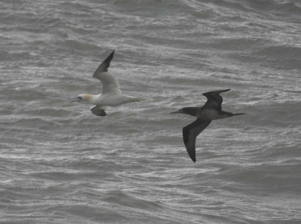Northern Gannet - ML646905129